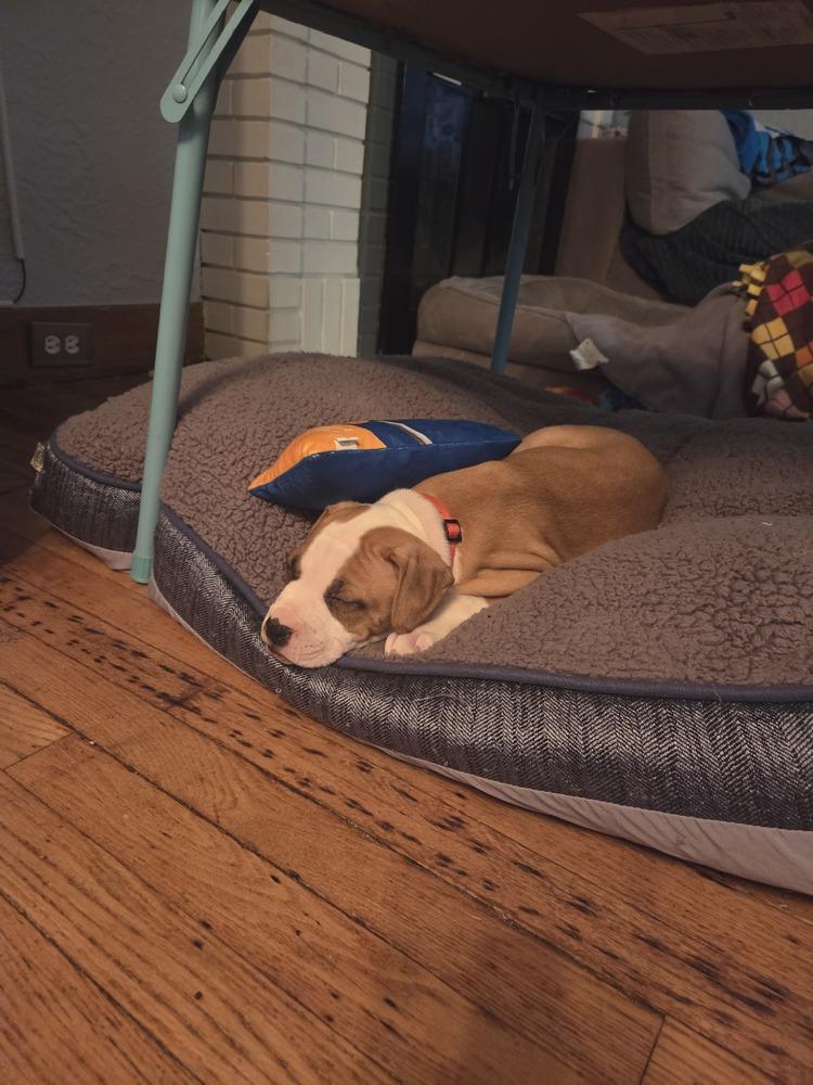 Enlarge Harper (26-034 D), a Adoptable mixed breed in Lansing, MI image 4/5