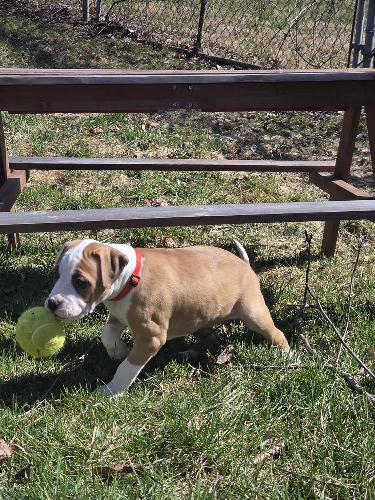 Enlarge Harper (26-034 D), a Adoptable mixed breed in Lansing, MI image 5/5