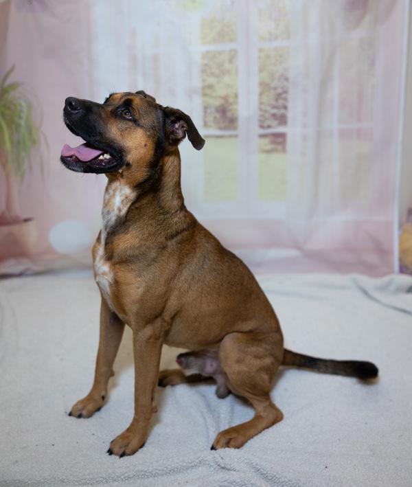 Benji, Adoptable, Adult Male Shepherd.