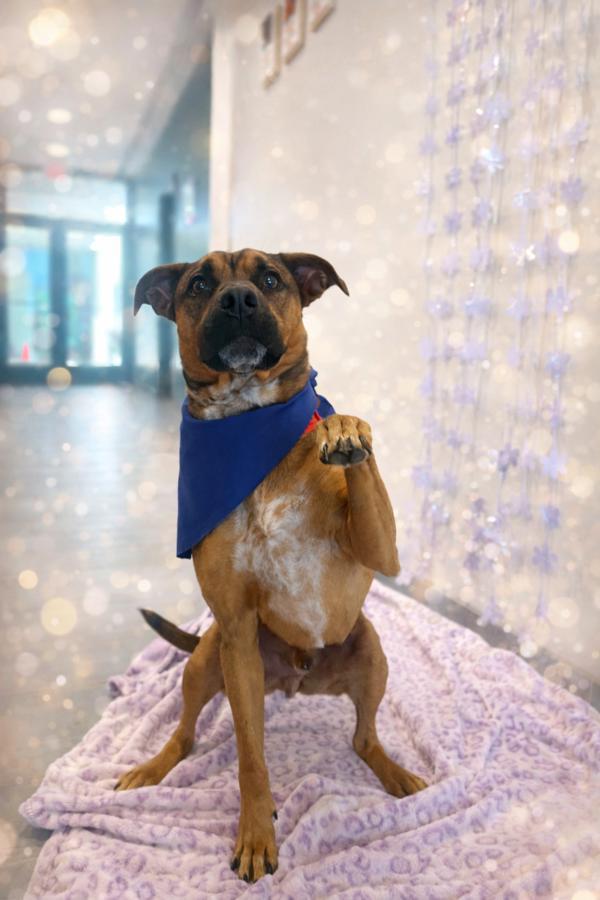 Enlarge Benji, a Adoptable mixed breed in Lafayette, LA image 2/6