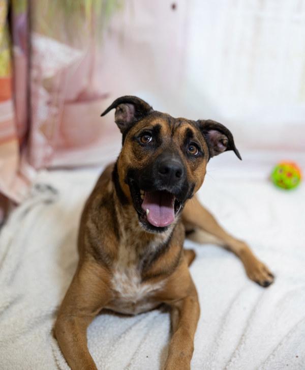 Enlarge Benji, a Adoptable mixed breed in Lafayette, LA image 3/6