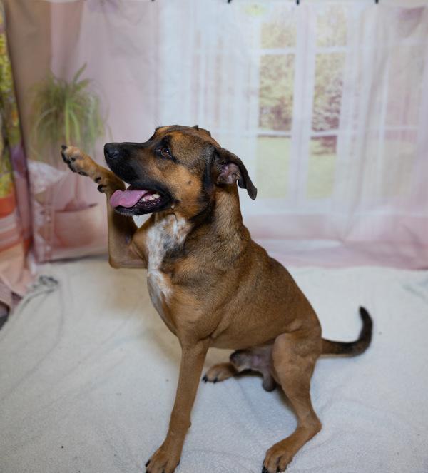 Enlarge Benji, a Adoptable mixed breed in Lafayette, LA image 4/6