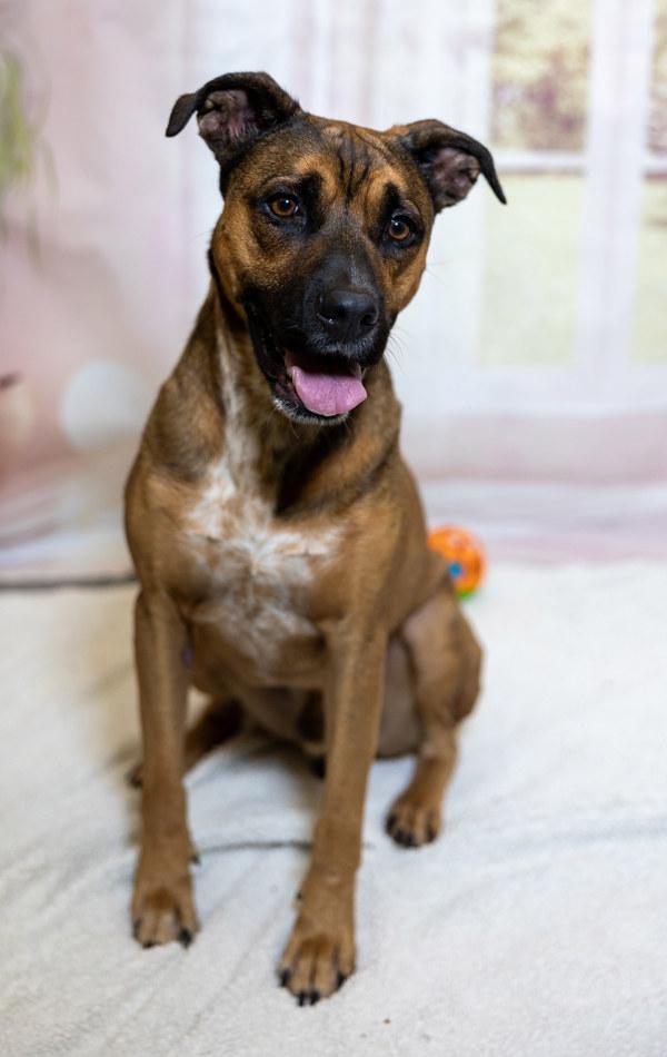 Enlarge Benji, a Adoptable mixed breed in Lafayette, LA image 5/6