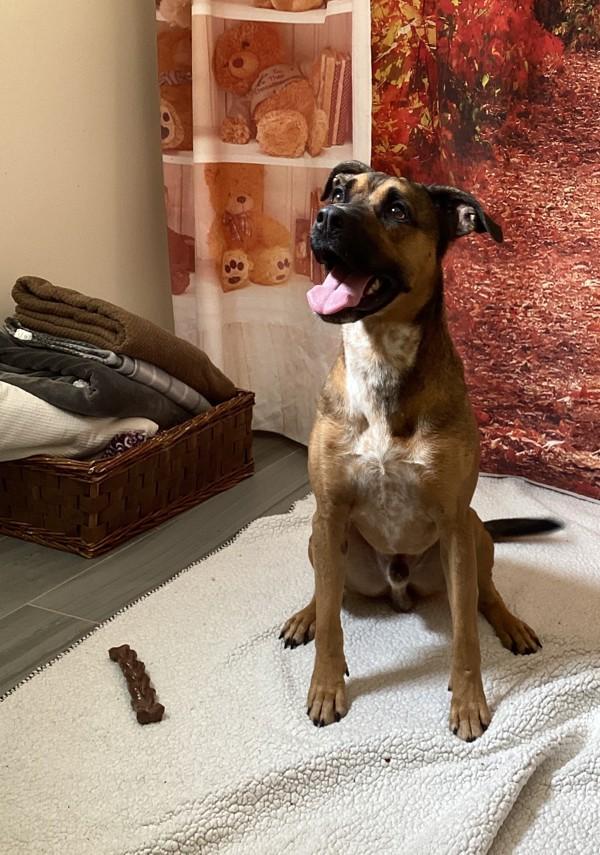 Enlarge Benji, a Adoptable mixed breed in Lafayette, LA image 6/6