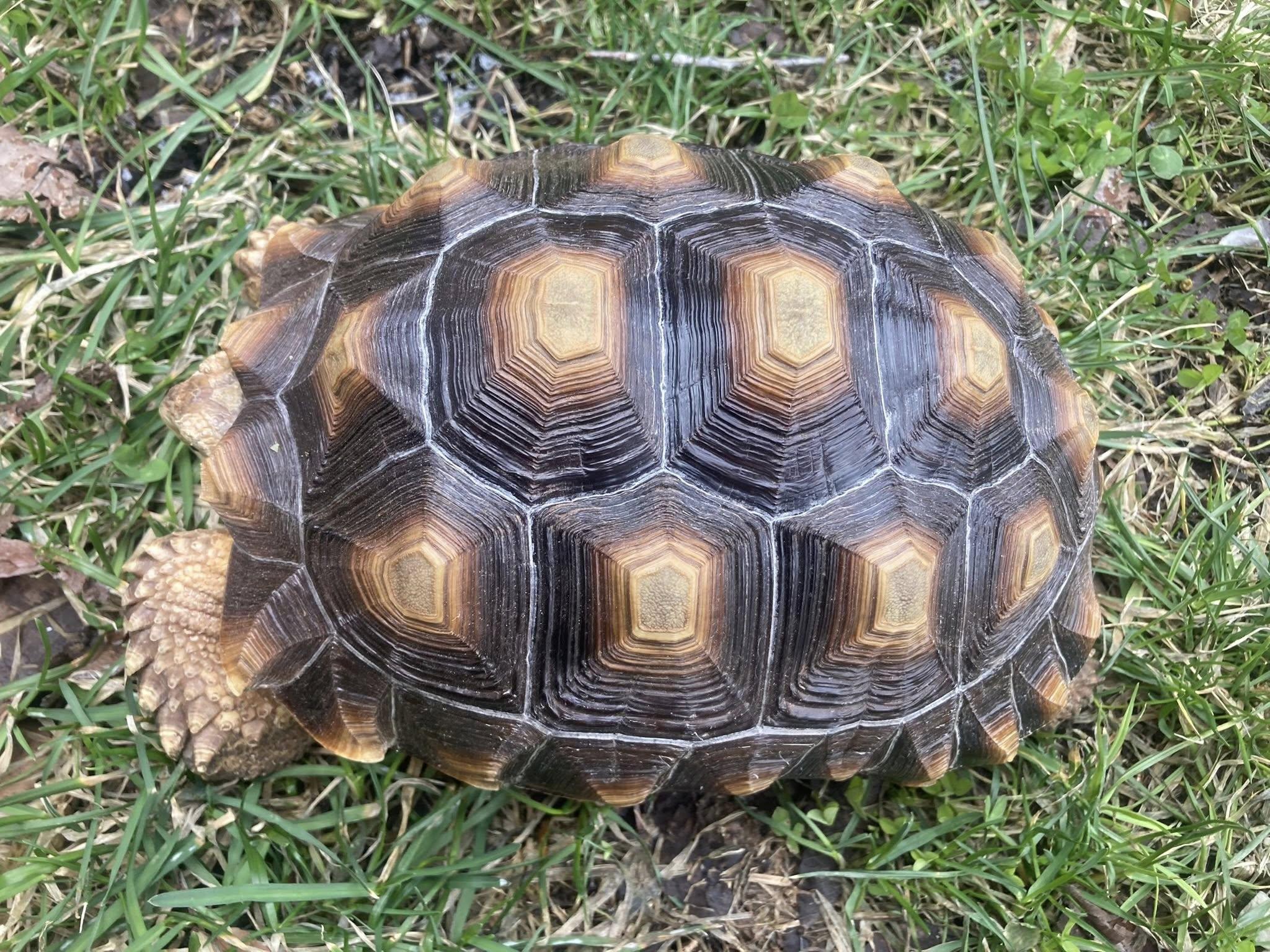 Enlarge Tiny, a ADOPTABLE Sulcata in Palmerton, PA image 4/4