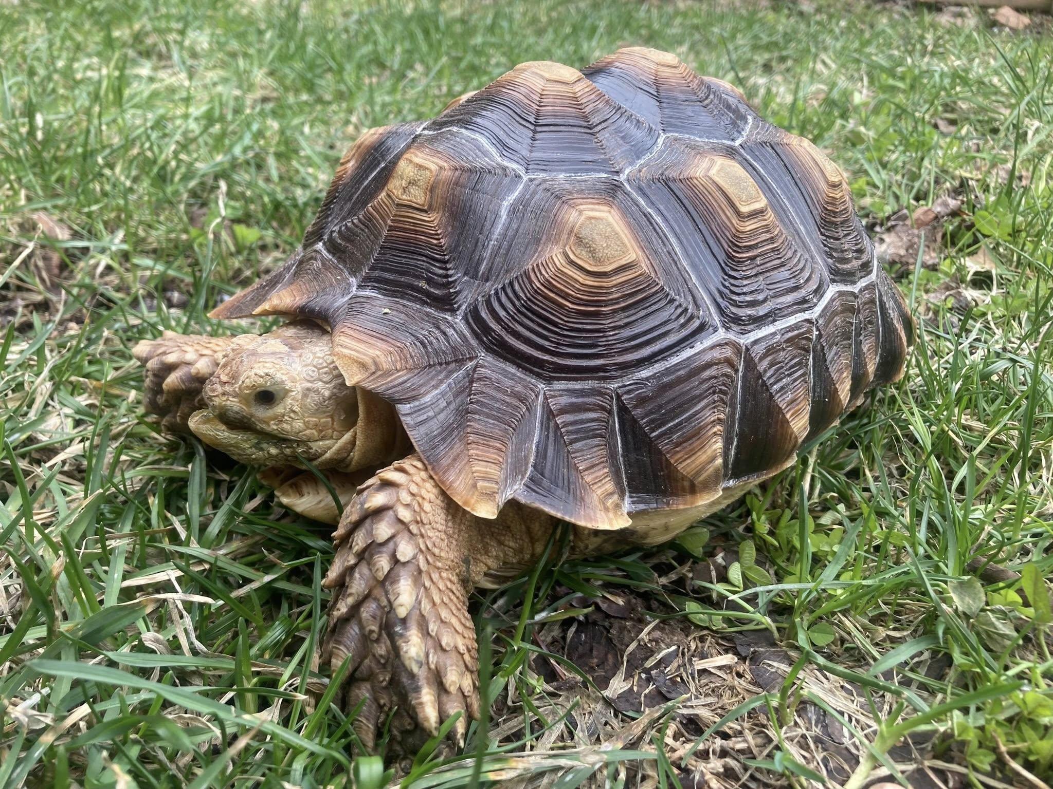 Enlarge Tiny, a ADOPTABLE Sulcata in Palmerton, PA image 3/4