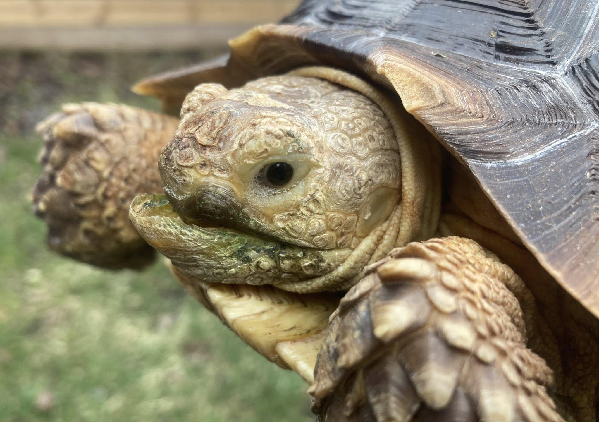 Enlarge Tiny, a ADOPTABLE Sulcata in Palmerton, PA image 1/4