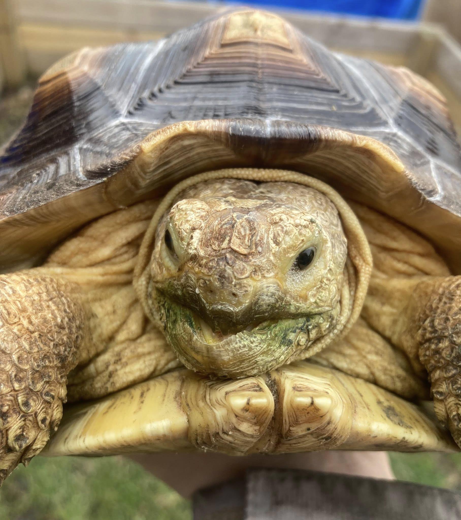 Enlarge Tiny, a ADOPTABLE Sulcata in Palmerton, PA image 2/4