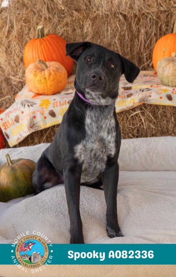 SPOOKY, Adoptable, Young Male Labrador Retriever & Mixed Breed.