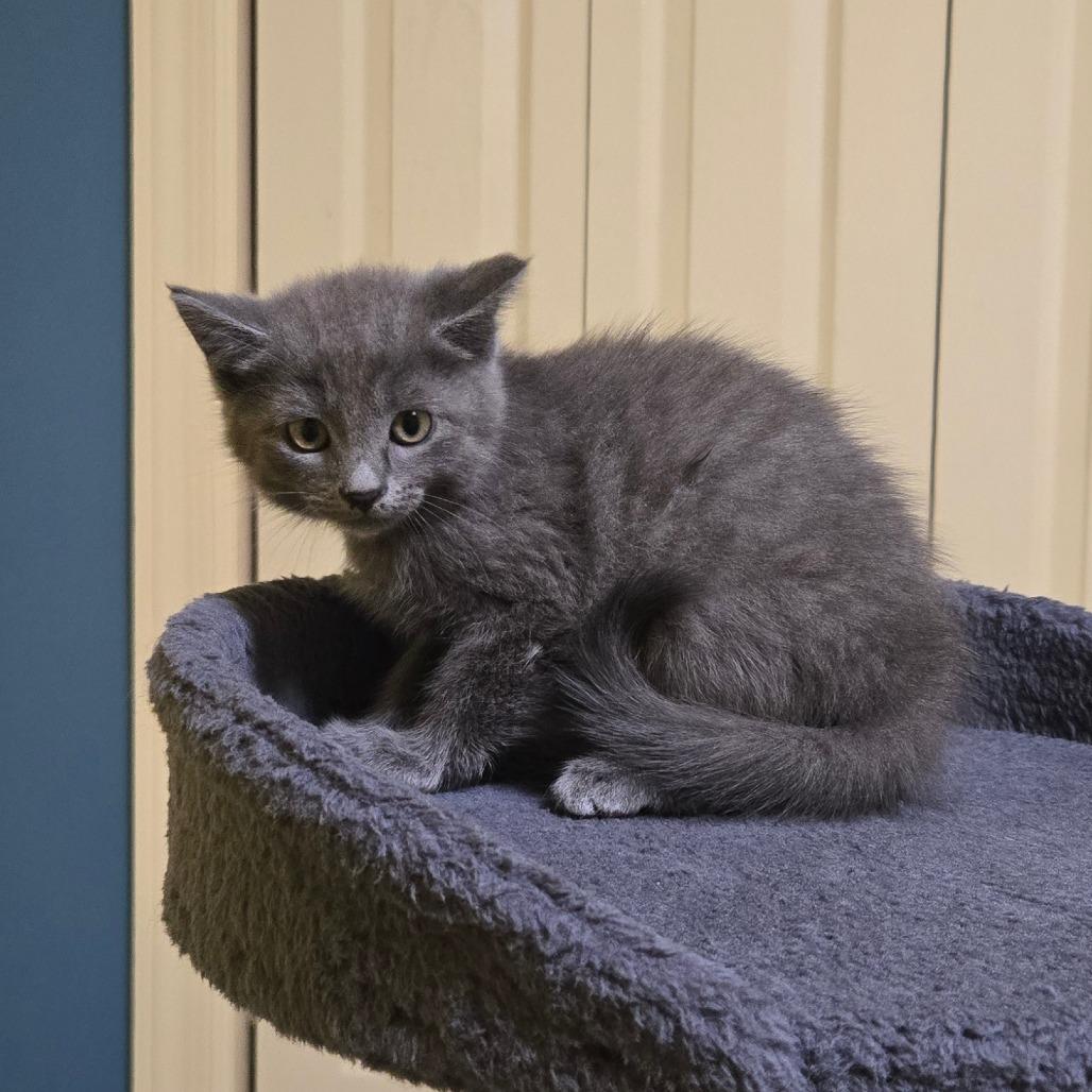 Cherry Garcia, a Adoptable Domestic Short Hair in Brownsboro, AL image 1/6