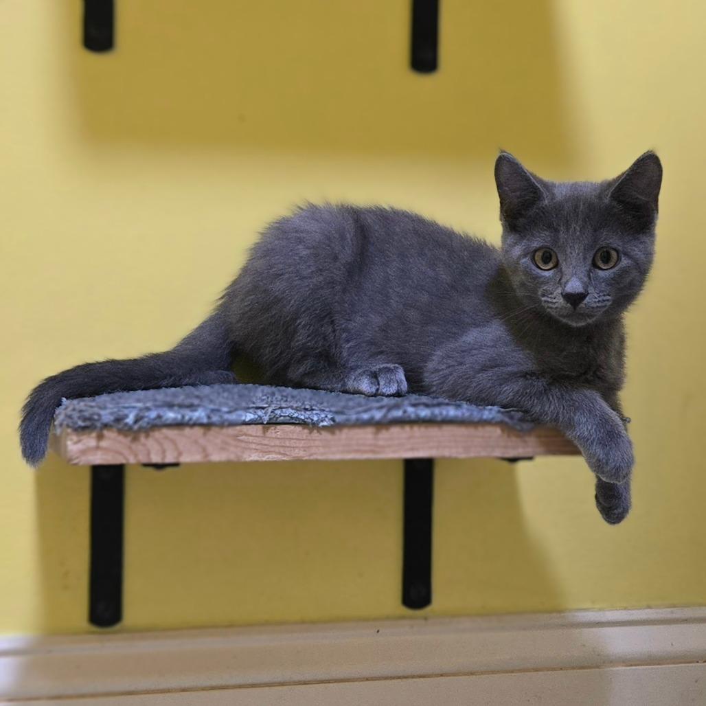 Cherry Garcia, a Adoptable Domestic Short Hair in Brownsboro, AL image 4/6