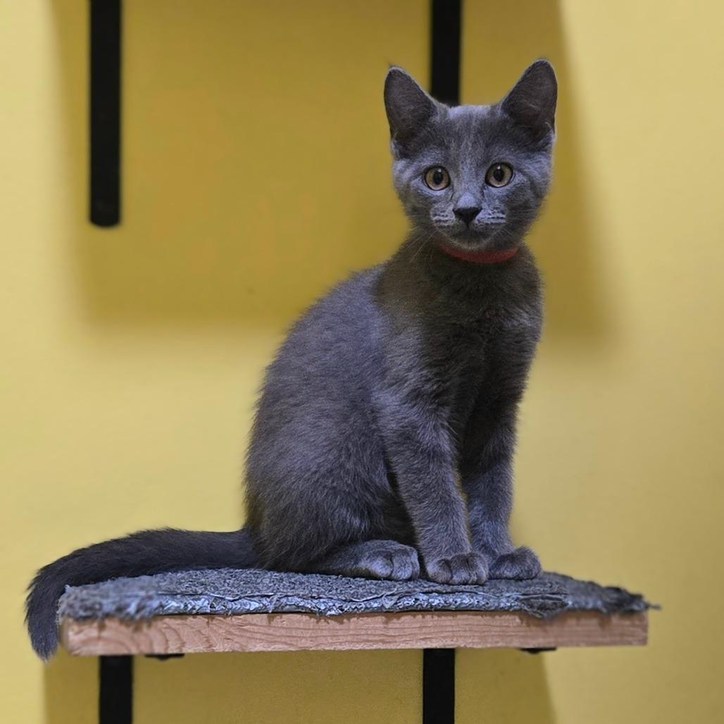 Cherry Garcia, a Adoptable Domestic Short Hair in Brownsboro, AL image 6/6