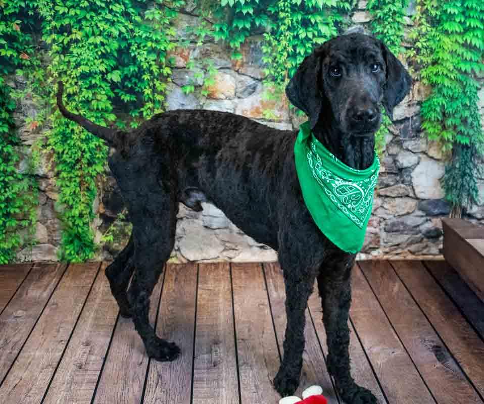 Enlarge Alastair, an adopted Standard Poodle in Kennesaw, GA image 3/6