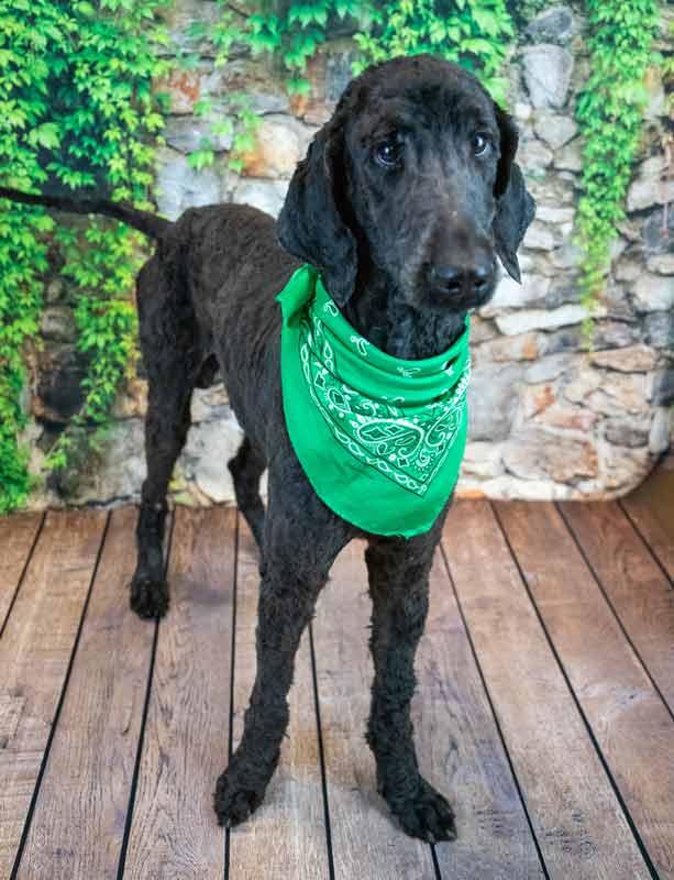 Enlarge Alastair, an adopted Standard Poodle in Kennesaw, GA image 6/6