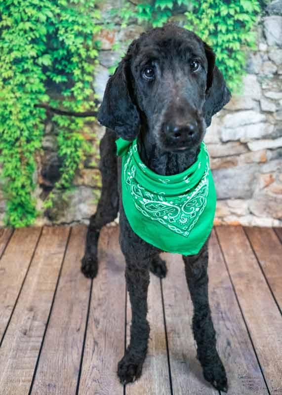 Enlarge Alastair, an adopted Standard Poodle in Kennesaw, GA image 2/6