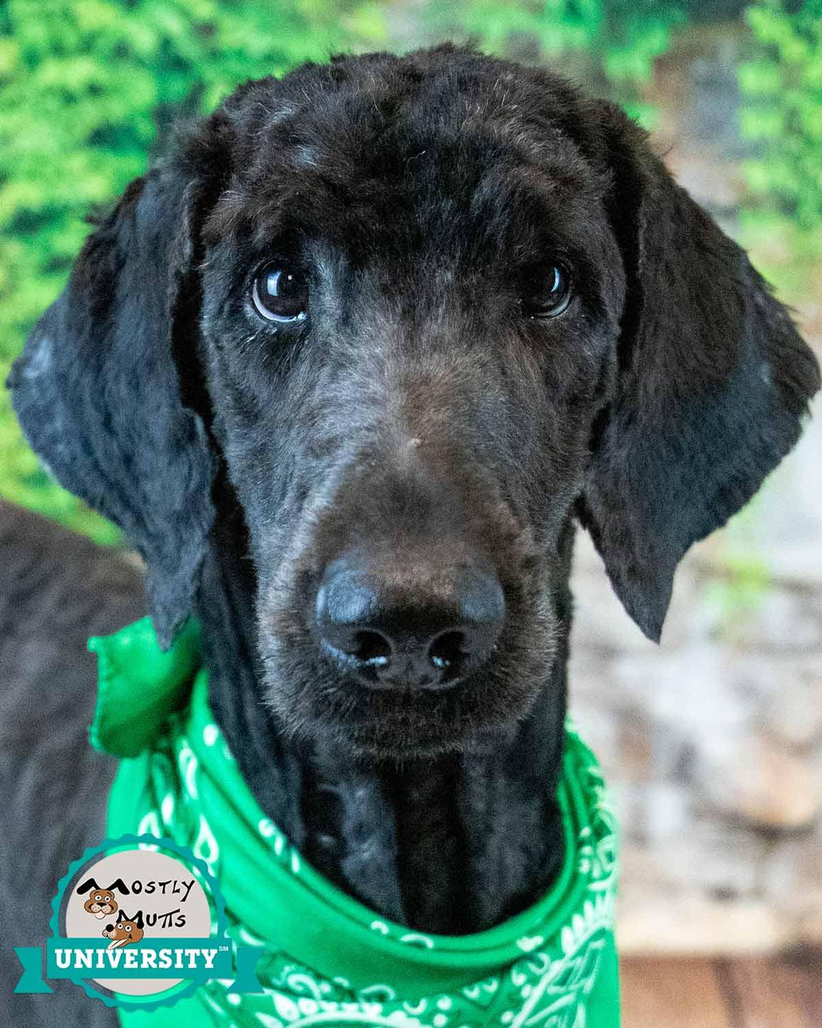 Enlarge Alastair, an adopted Standard Poodle in Kennesaw, GA image 1/6