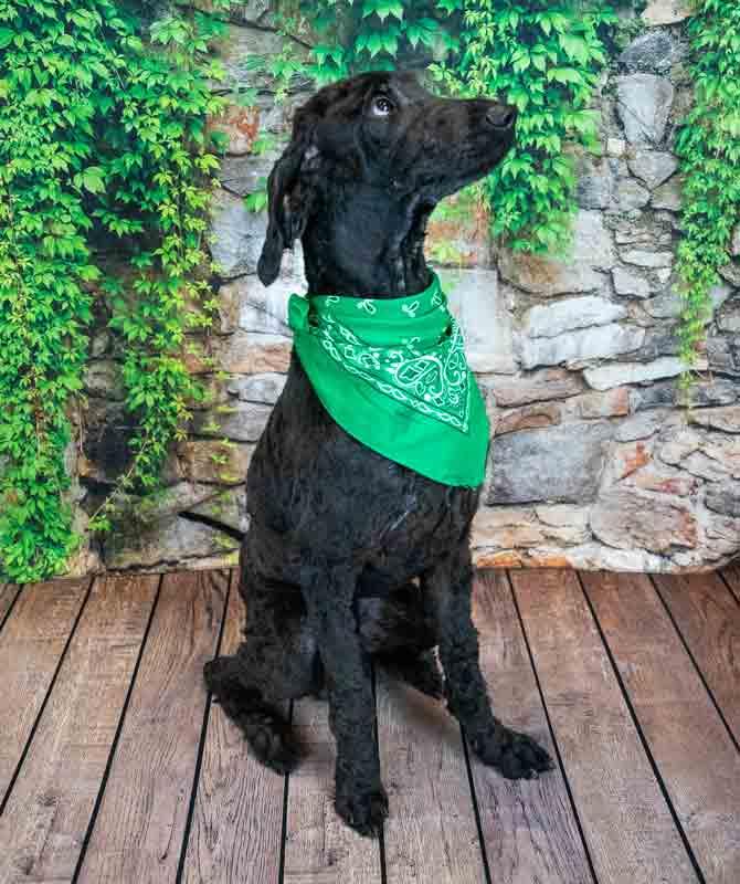 Enlarge Alastair, an adopted Standard Poodle in Kennesaw, GA image 5/6