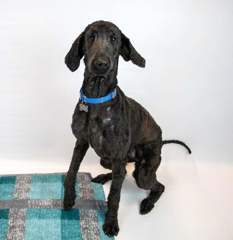 Enlarge Alastair, an adopted Standard Poodle in Kennesaw, GA image 4/6