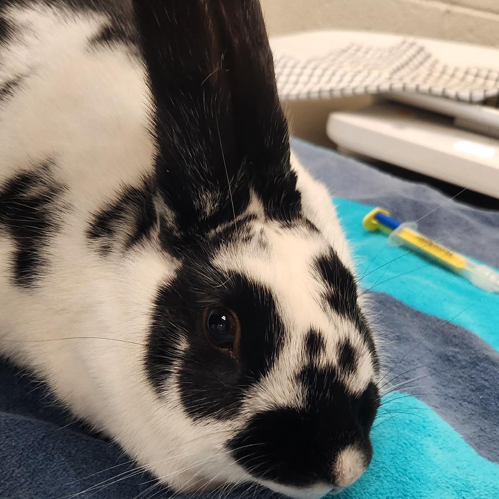Enlarge Cici, a Adoptable Bunny Rabbit in Murray, UT image 1/2