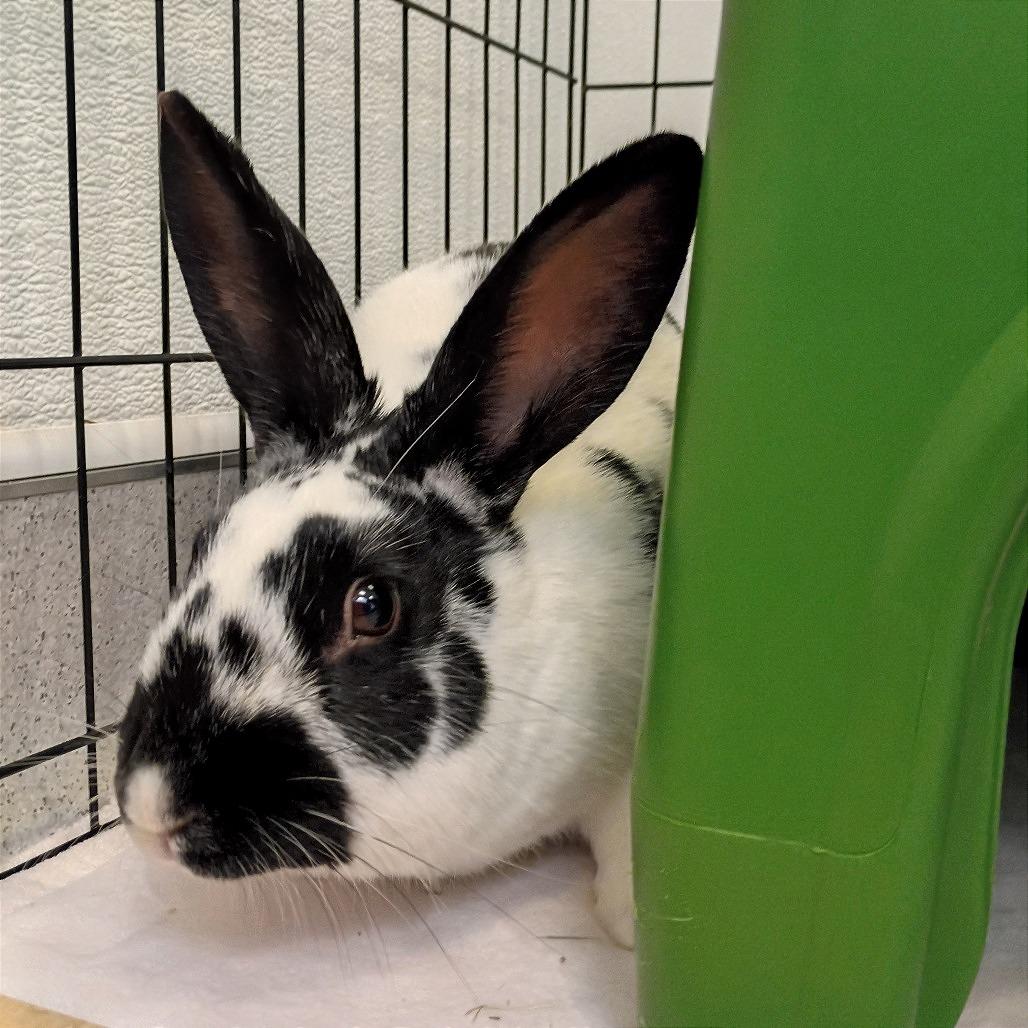 Enlarge Cici, a Adoptable Bunny Rabbit in Murray, UT image 2/2