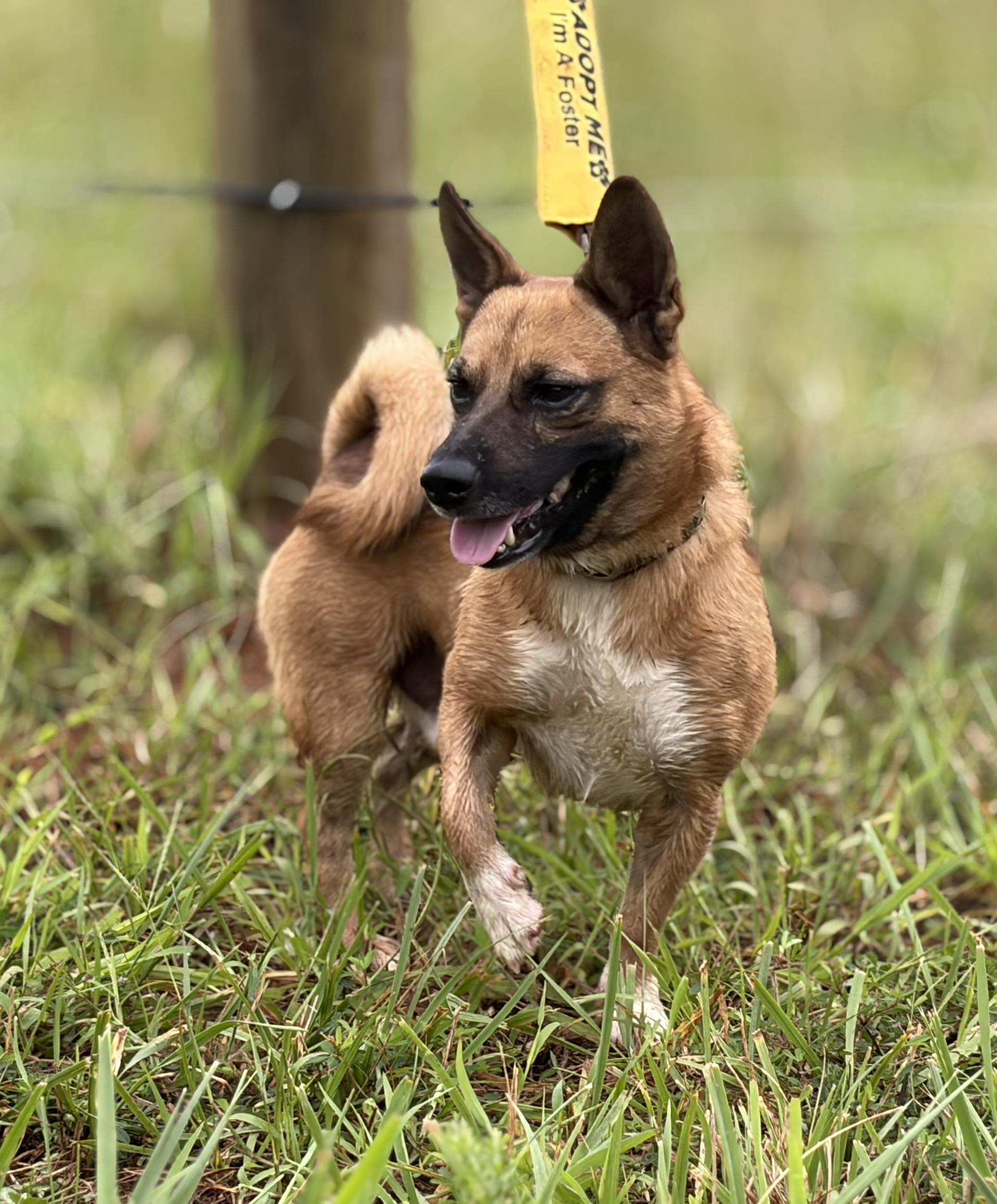 Lance, ADOPTABLE, Young Male Chiweenie & Shih Tzu.