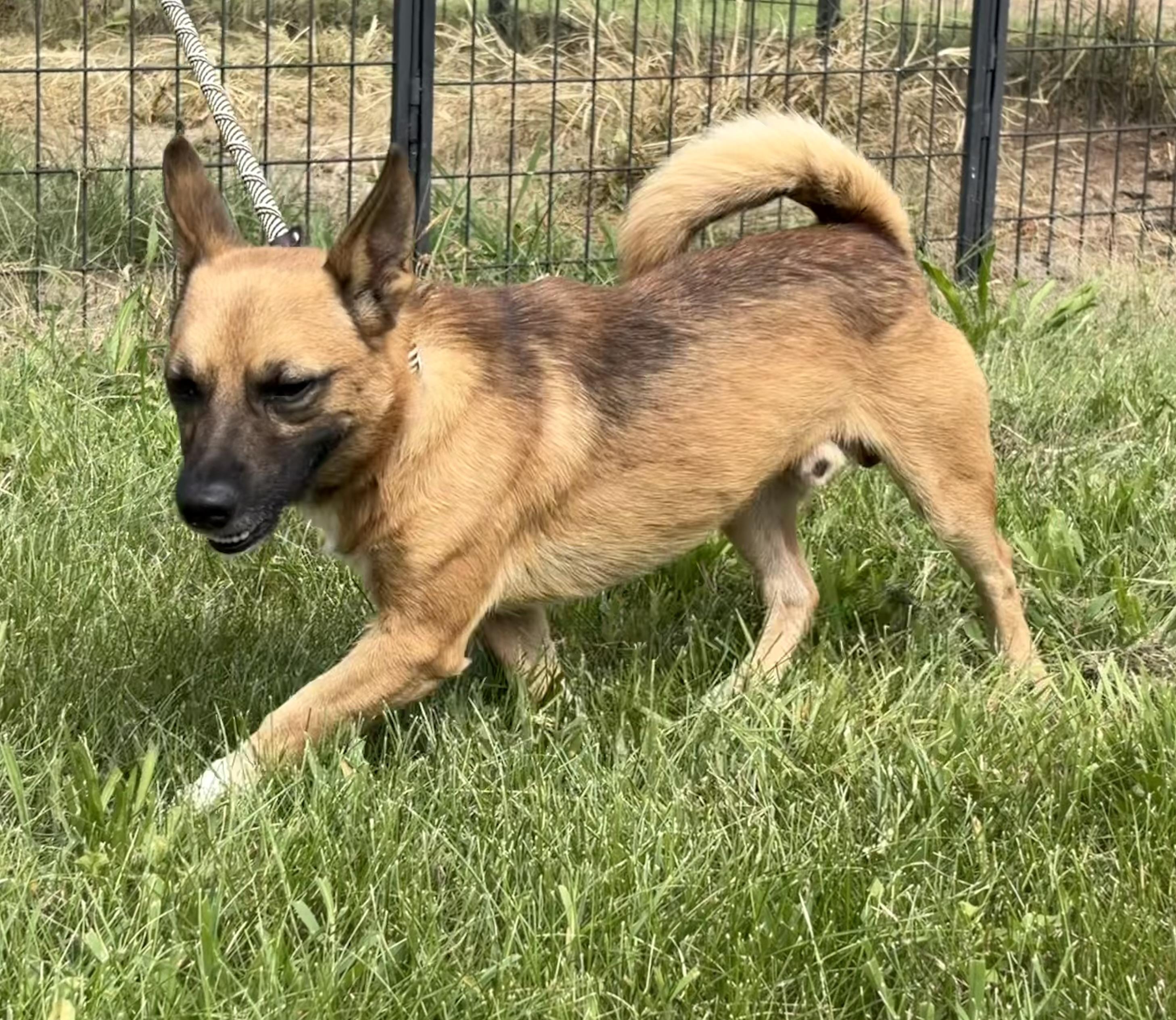 Enlarge Lance, a ADOPTABLE mixed breed in Warrenton, VA image 4/4