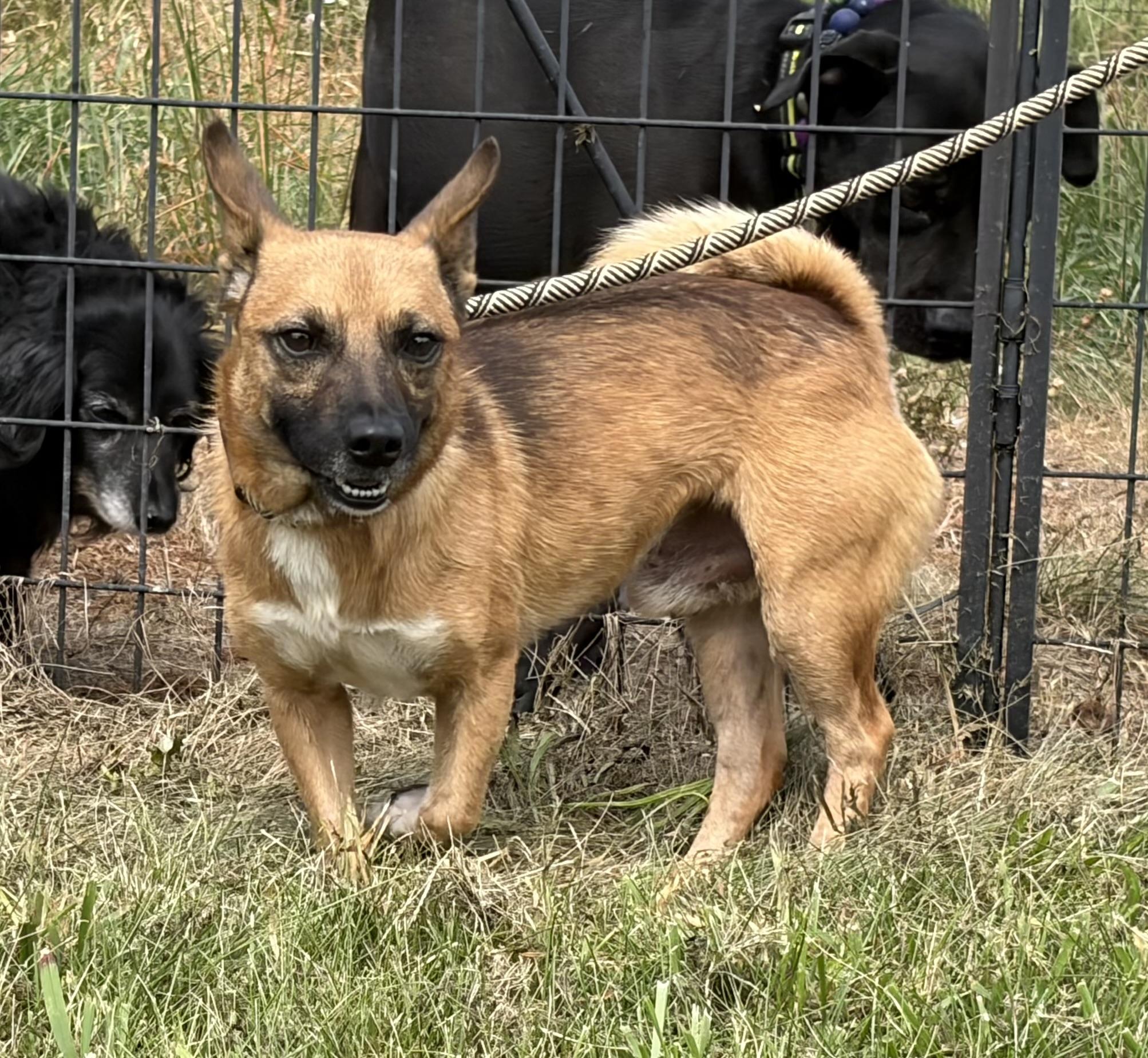 Enlarge Lance, a ADOPTABLE mixed breed in Warrenton, VA image 3/4