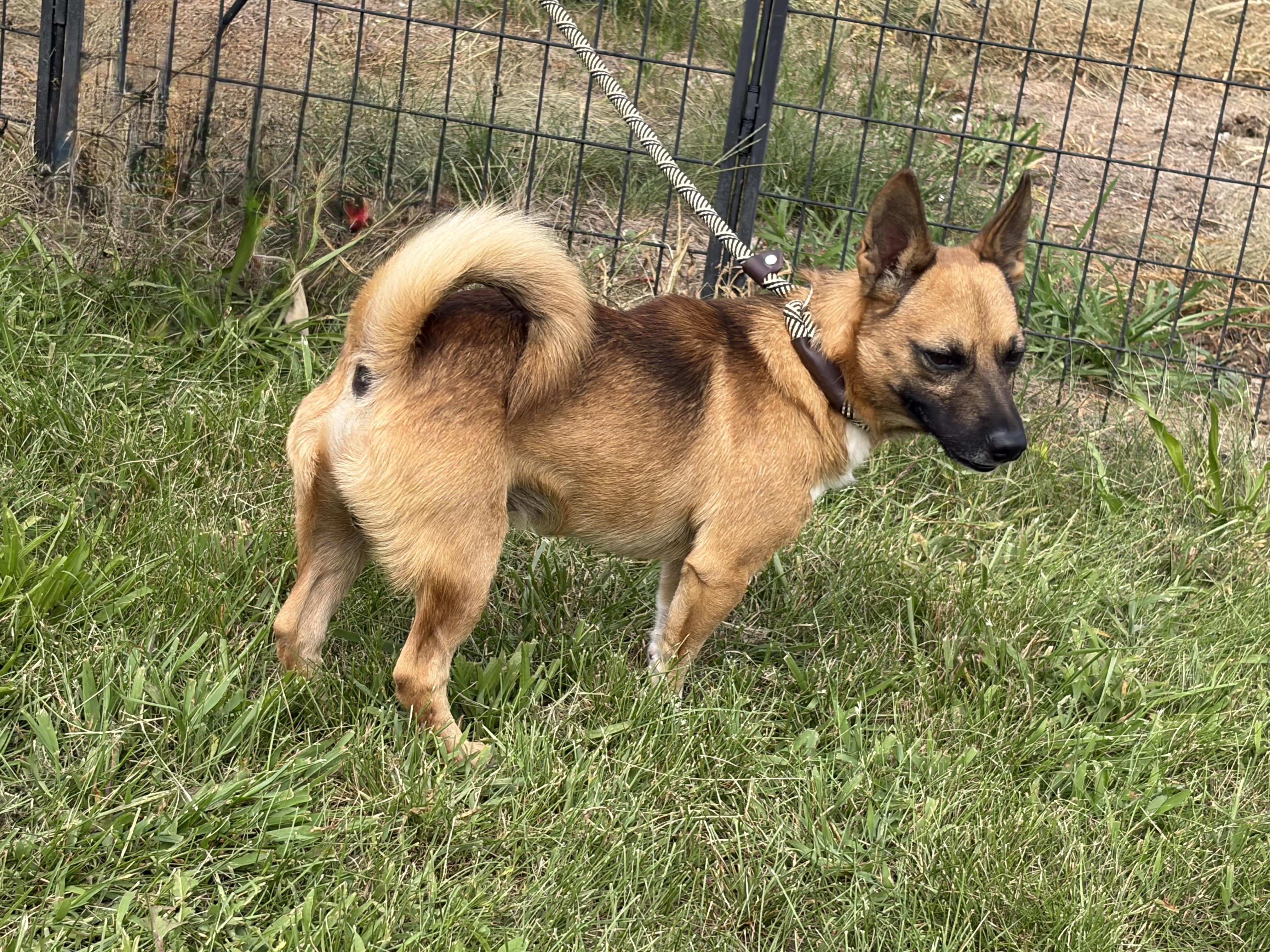 Enlarge Lance, a ADOPTABLE mixed breed in Warrenton, VA image 2/4