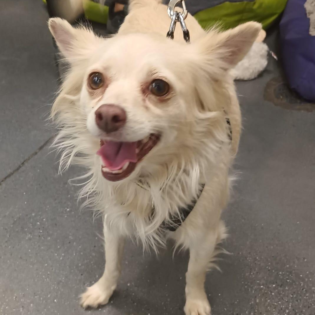 Titi, a ADOPTABLE mixed breed in San Diego, CA image 1/6