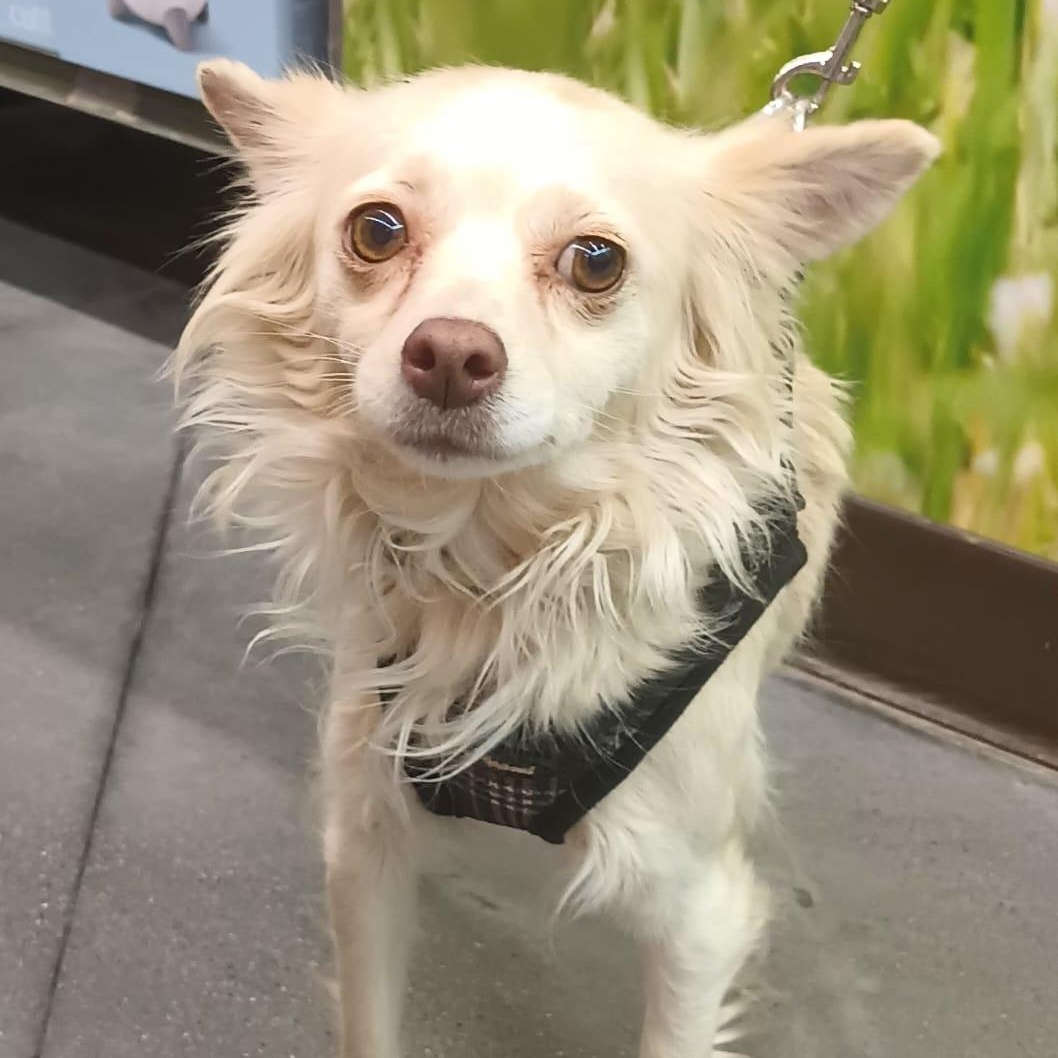 Titi, a ADOPTABLE mixed breed in San Diego, CA image 3/6