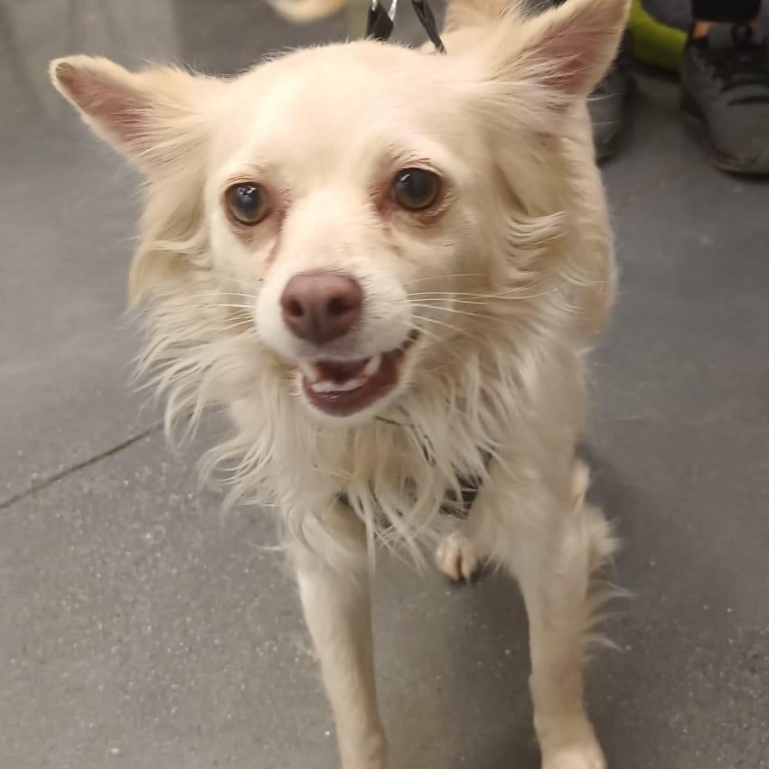 Titi, a ADOPTABLE mixed breed in San Diego, CA image 2/6