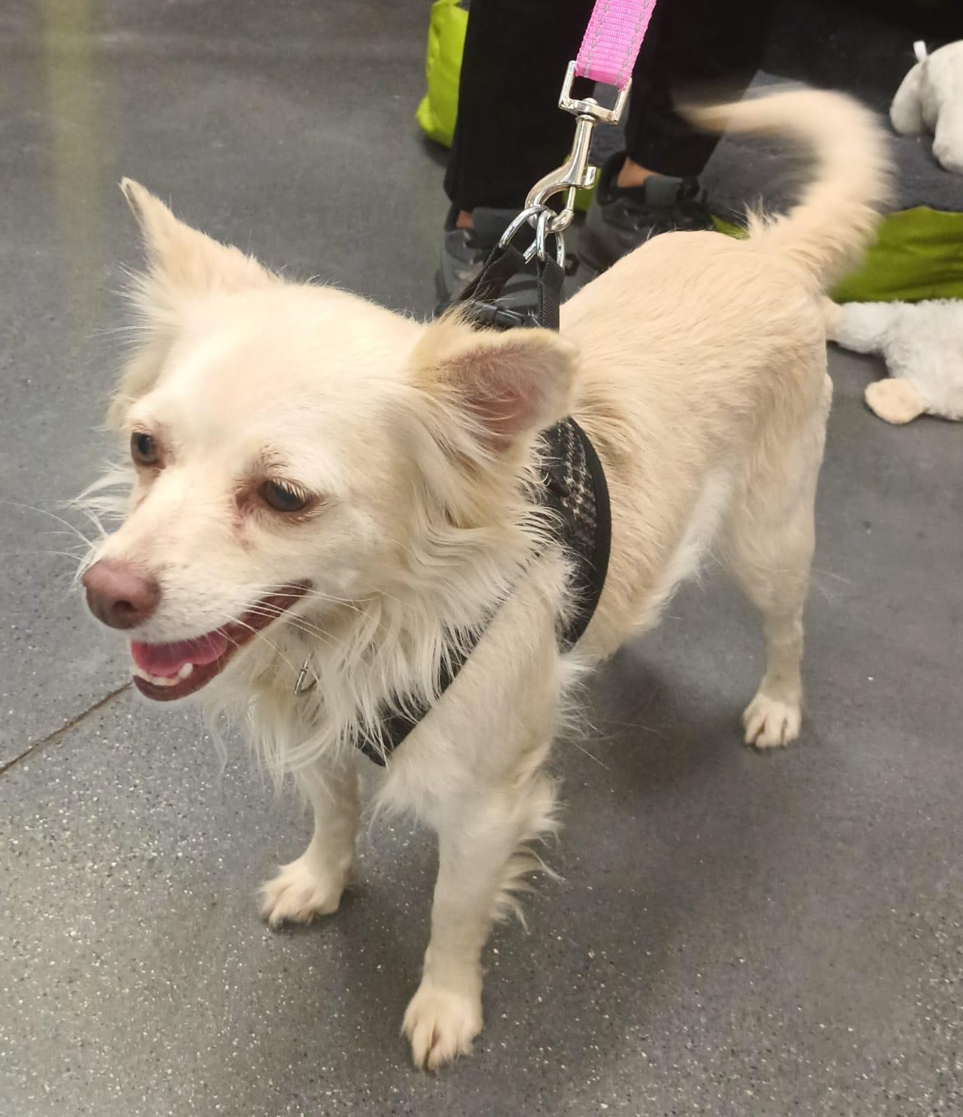 Titi, a ADOPTABLE mixed breed in San Diego, CA image 5/6