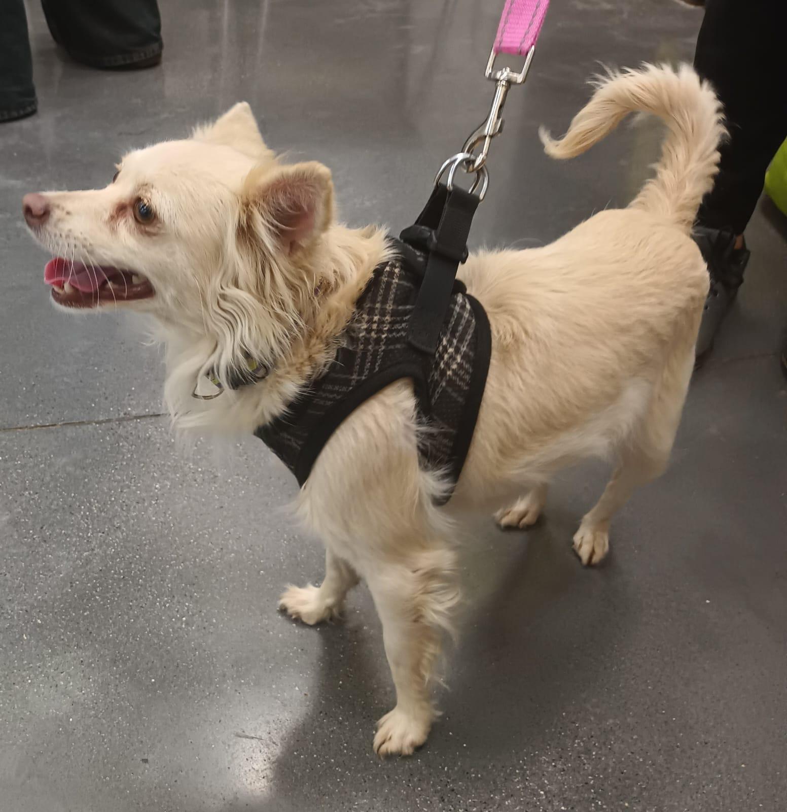 Titi, a ADOPTABLE mixed breed in San Diego, CA image 4/6