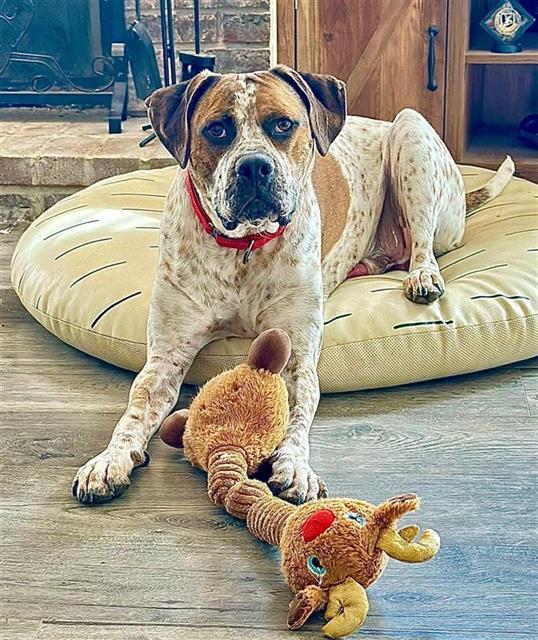 Enlarge TOMMY, a Adoptable Boxer in Saint Louis, MO image 1/1