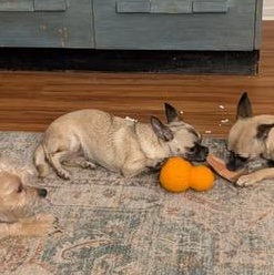 Enlarge Fig, a ADOPTABLE mixed breed in Petaluma, CA image 3/6