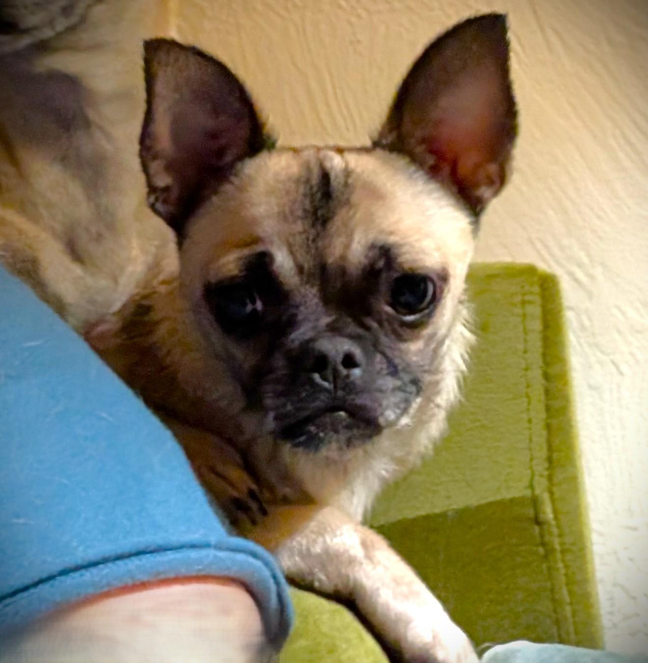 Fig, ADOPTABLE, Young Female Chihuahua.