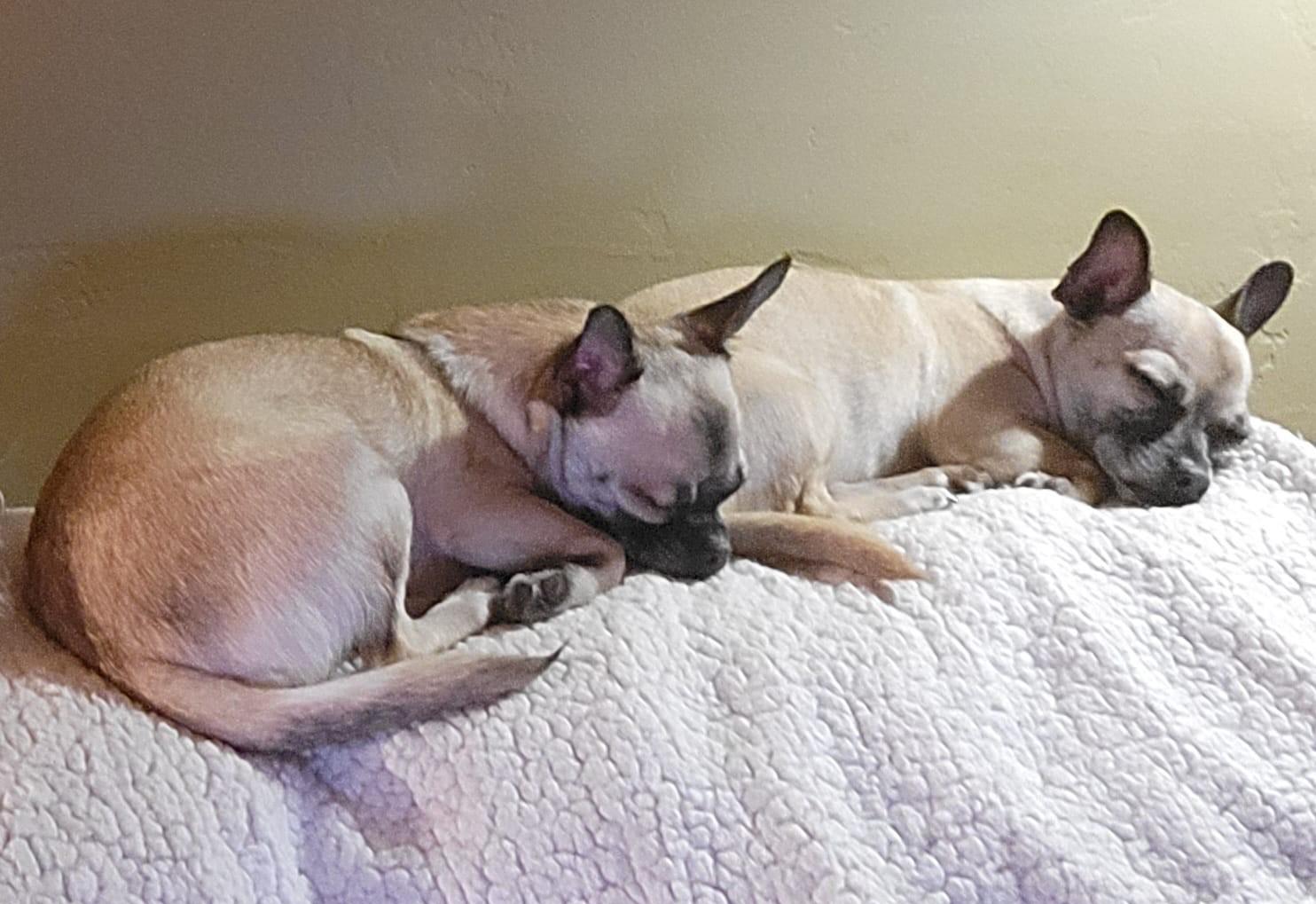 Enlarge Fig, a ADOPTABLE mixed breed in Petaluma, CA image 5/6