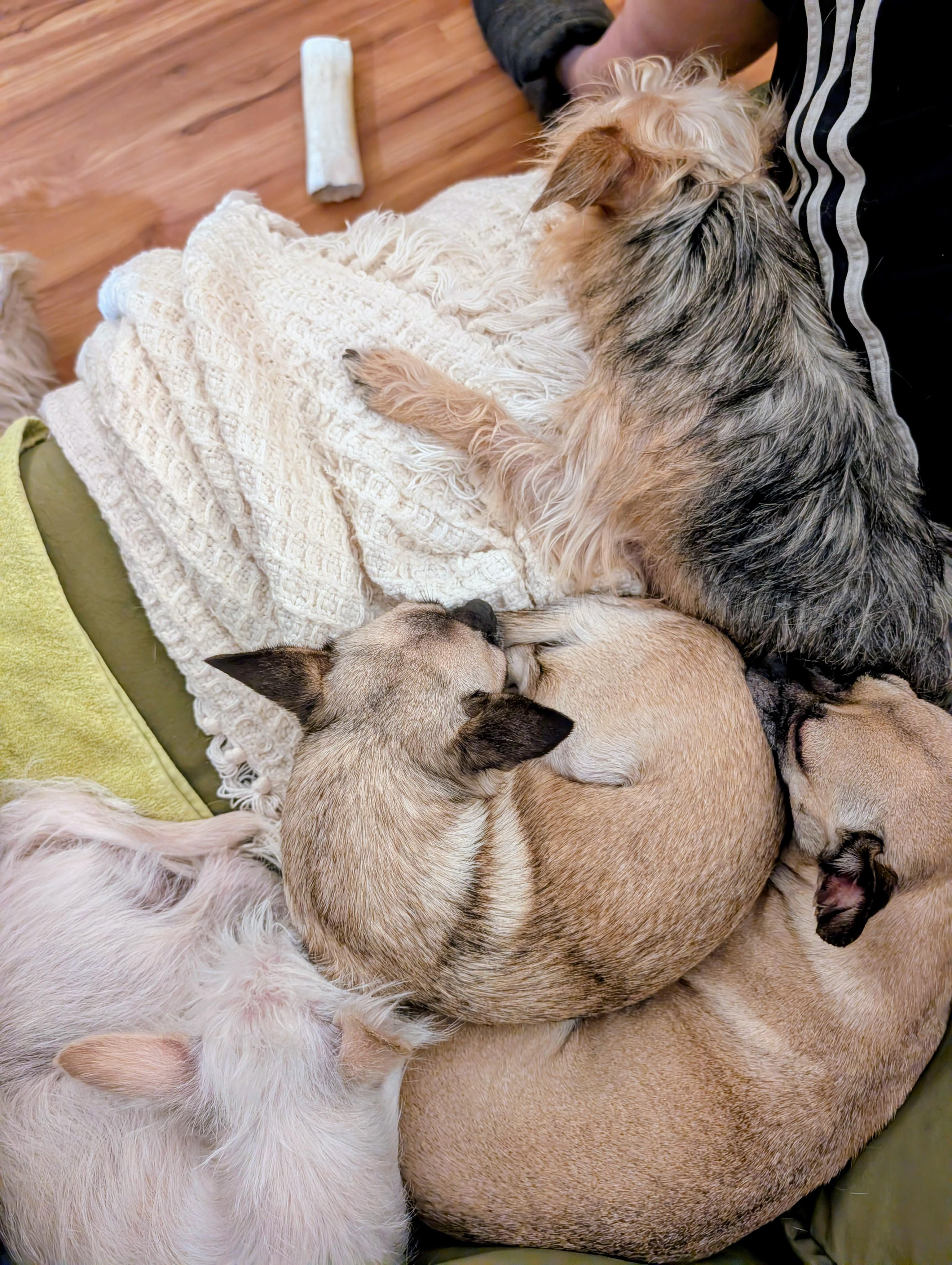 Enlarge Fig, a ADOPTABLE mixed breed in Petaluma, CA image 4/6