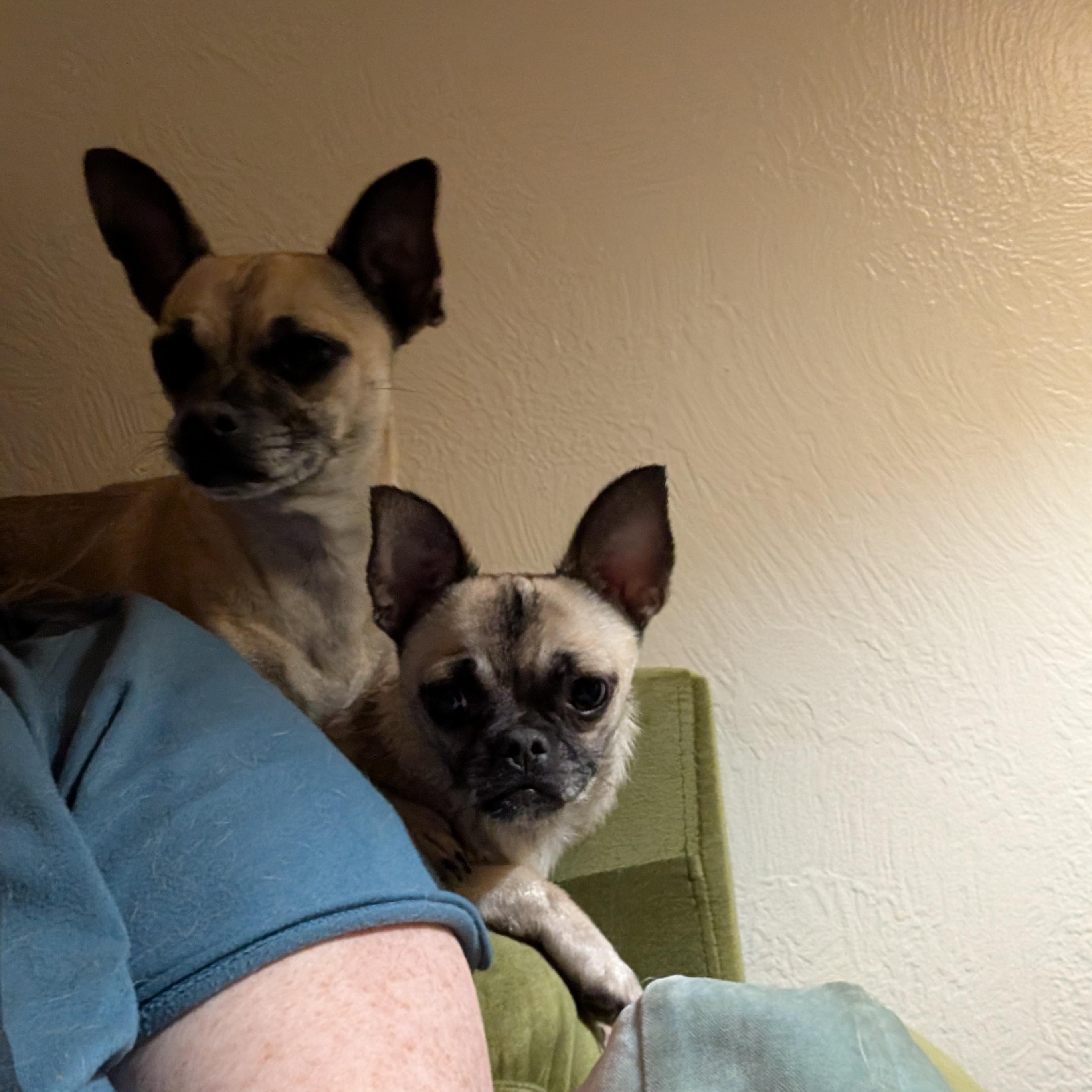 Enlarge Fig, a ADOPTABLE mixed breed in Petaluma, CA image 2/6