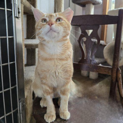 Enlarge Nacho, a Adoptable mixed breed in Knoxville, TN image 1/6