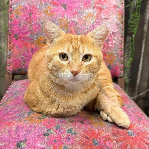 Enlarge Nacho, a Adoptable mixed breed in Knoxville, TN image 2/6