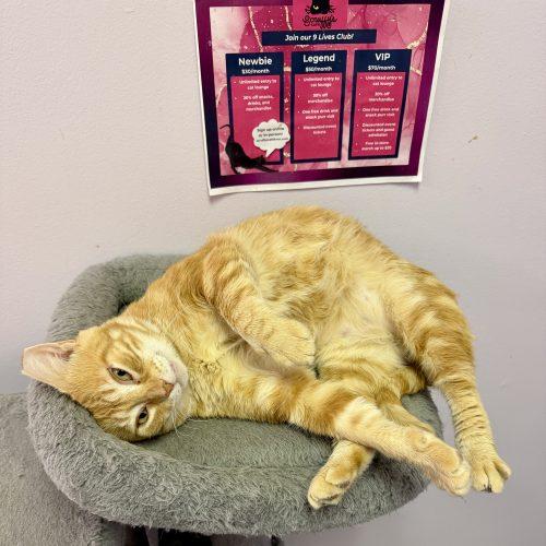 Enlarge Nacho, a Adoptable mixed breed in Knoxville, TN image 3/6