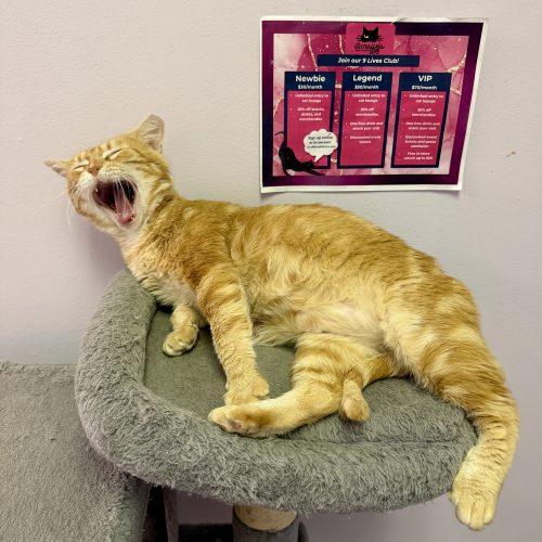 Enlarge Nacho, a Adoptable mixed breed in Knoxville, TN image 4/6