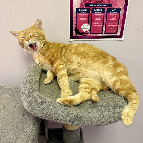 Enlarge Nacho, a Adoptable mixed breed in Knoxville, TN image 6/6