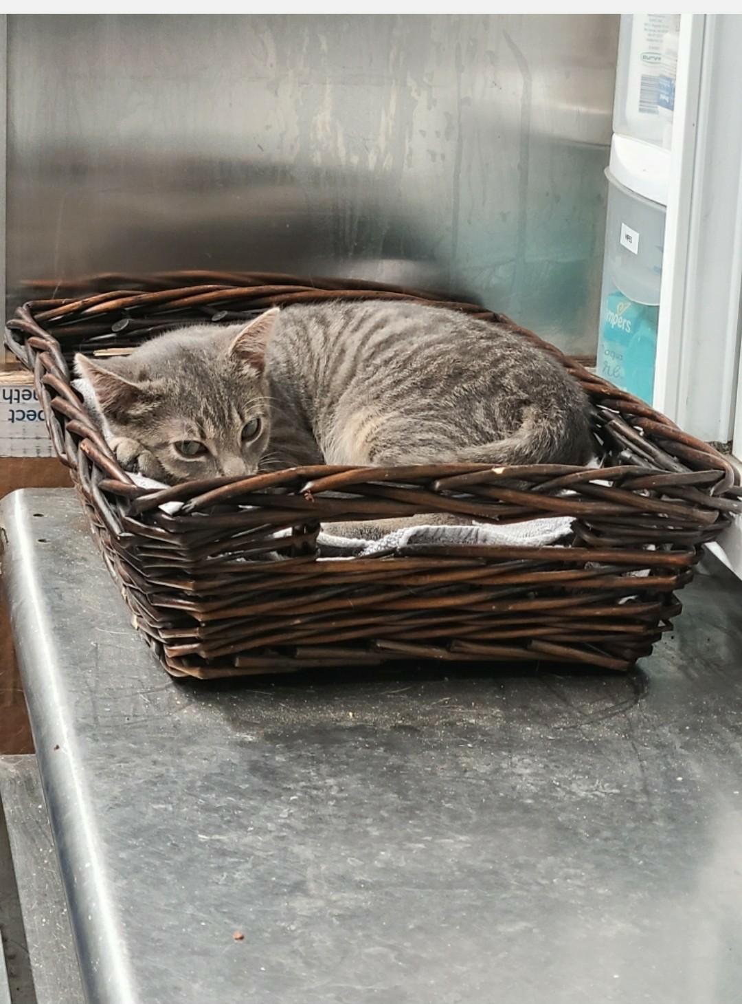 Poppy, Adoptable, Young Female Domestic Short Hair.