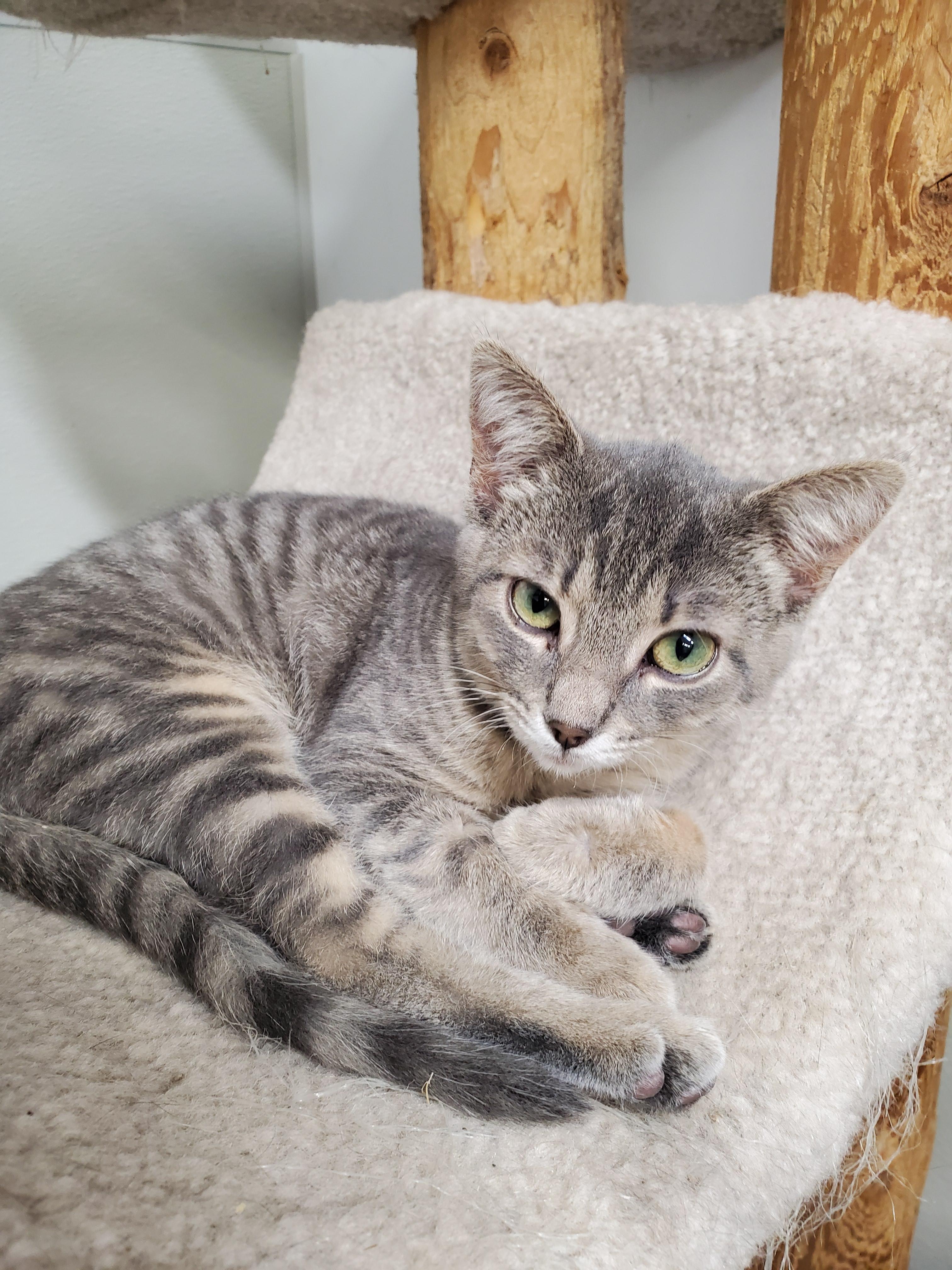 Enlarge Poppy, a Adoptable mixed breed in Brighton, MI image 2/6