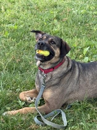 Roxie, Adoptable, Adult Female Mixed Breed & Mixed Breed.