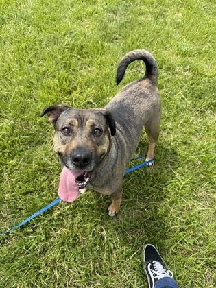 Roxie, a Adoptable mixed breed in Kansas City, MO image 2/3