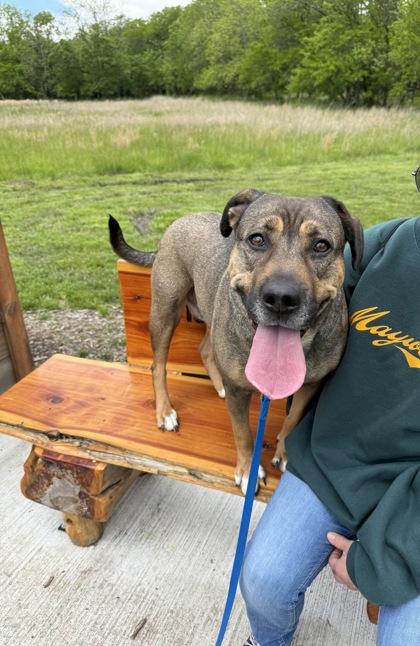Roxie, a Adoptable mixed breed in Kansas City, MO image 3/3