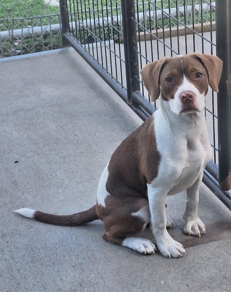 Leroy, Adoptable, Puppy Male Corgi & Mixed Breed.